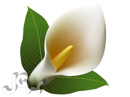 Calla Lily